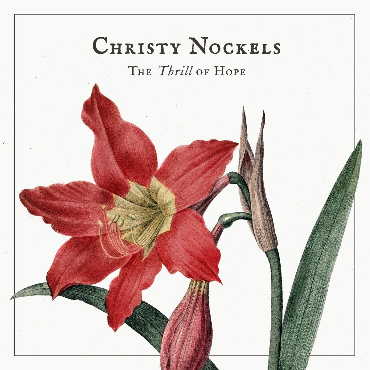 The amaryllis flower: The cover of “The Thrill of Hope”, the first Christmas Album from Christy Nockels.
